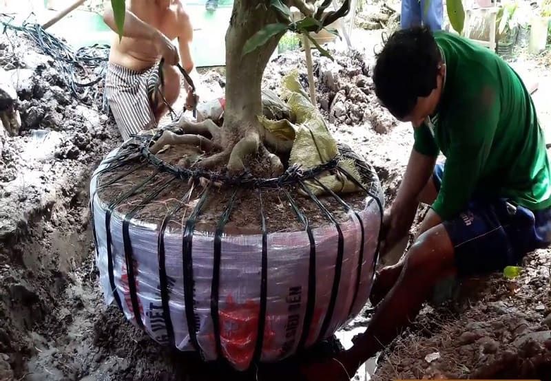 Hướng dẫn kỹ thuật bứng mai vào chậu để chuẩn bị chơi Tết